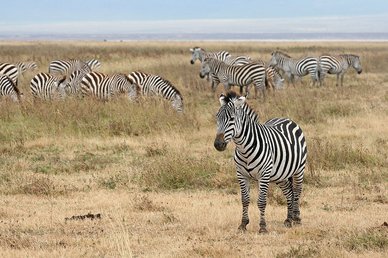 Why Choose Tanzania As Your Safari Destination