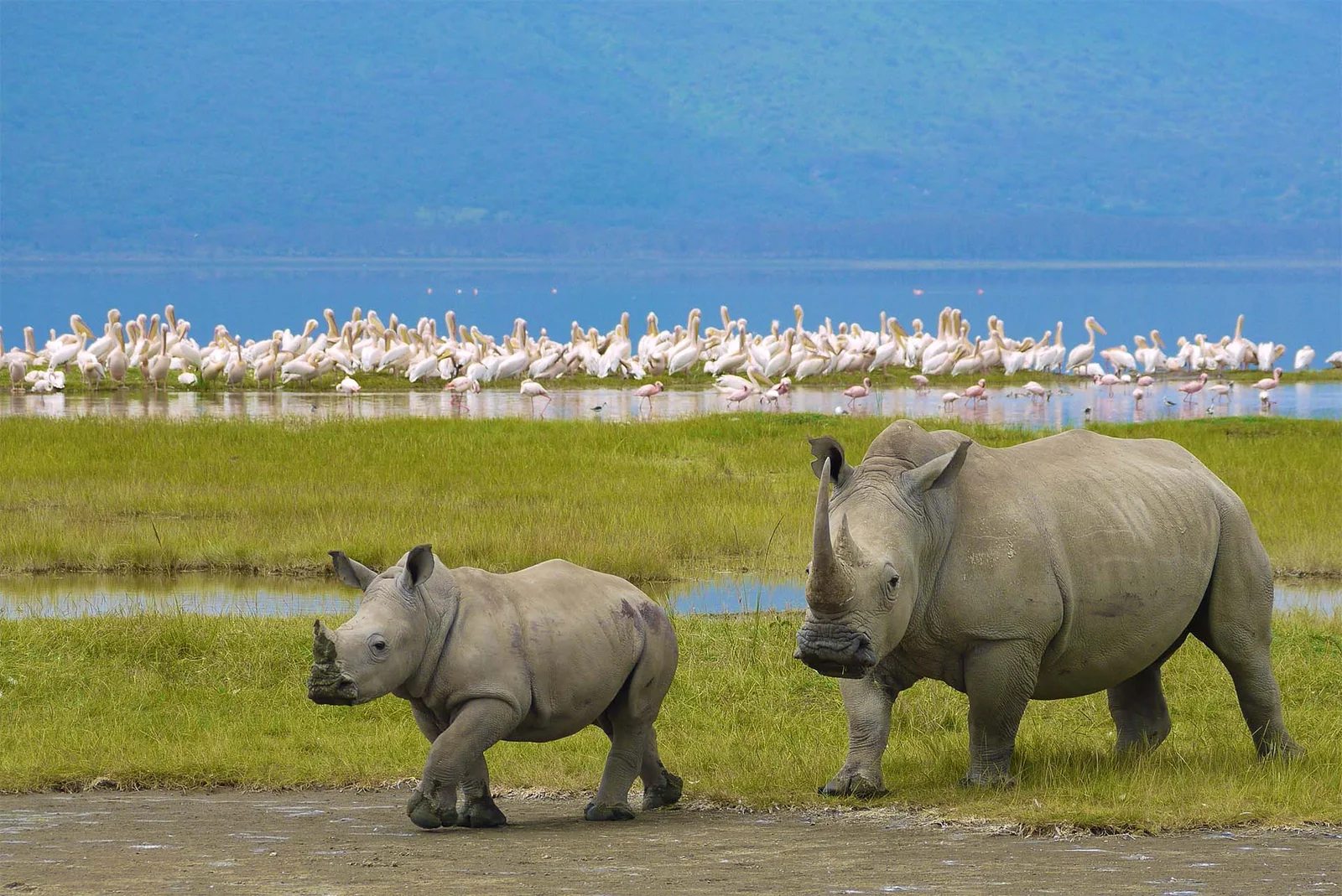 Black rhino in Tanzania