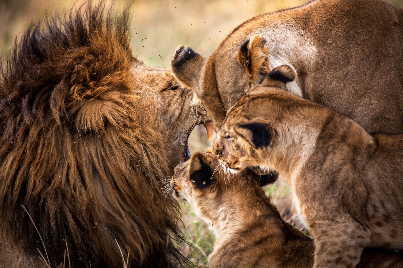 Lion family on Tanzania safari with Mbega African Safaris