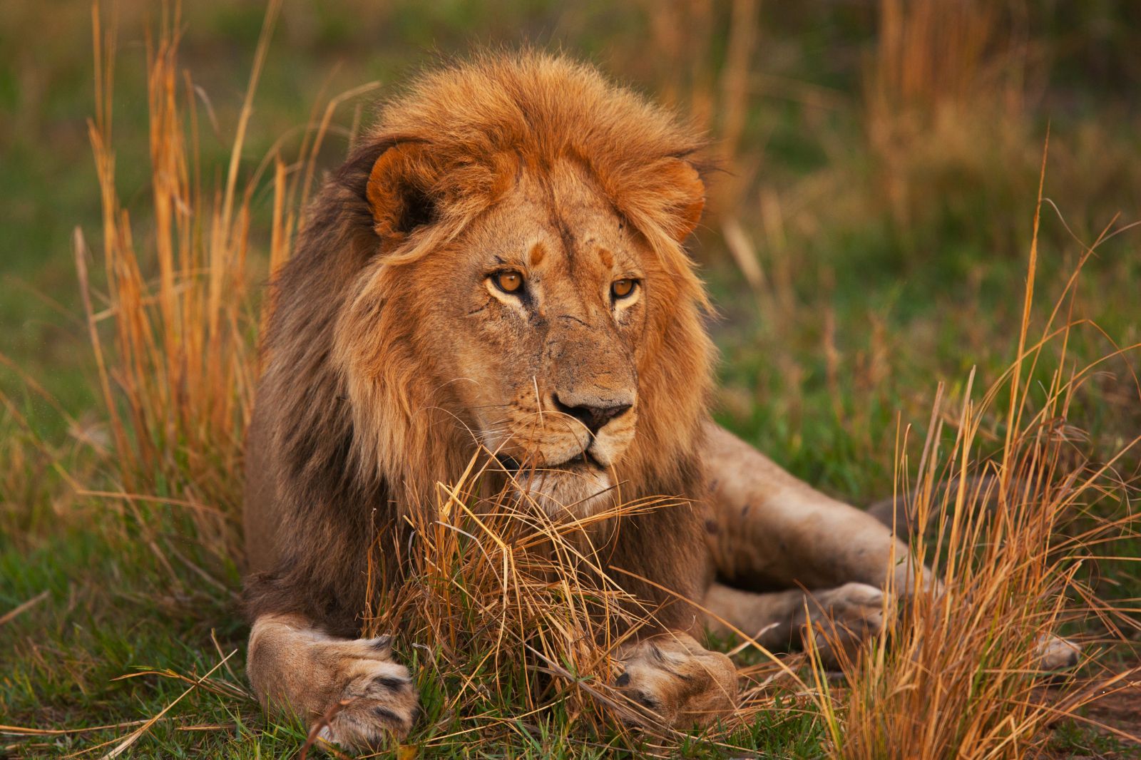 Lion on Tanzania safari