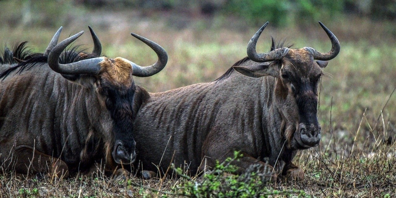 top 10 affordable 3 day safaris in tanzania