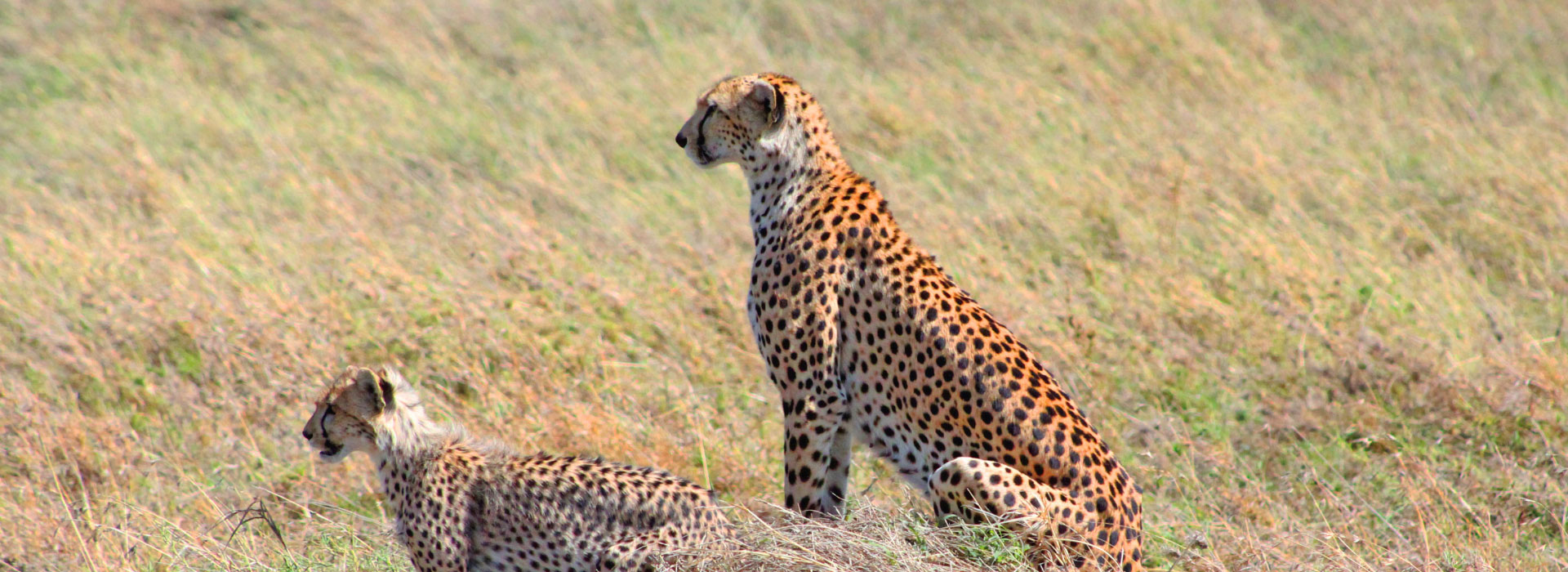 tanzania safari | 20+ luxury private safari tour packages