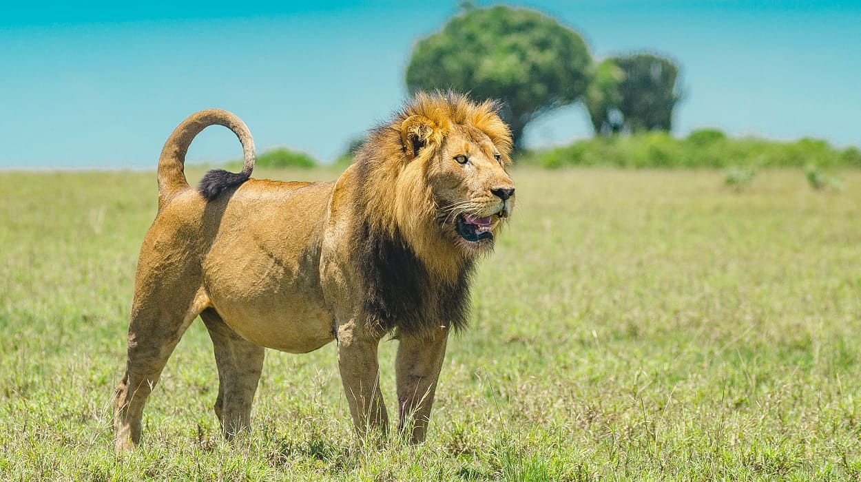 best budget tanzania safari – explore serengeti, tarangire and ngorongoro