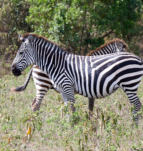 day 1 arrival in arusha welcome to tanzania