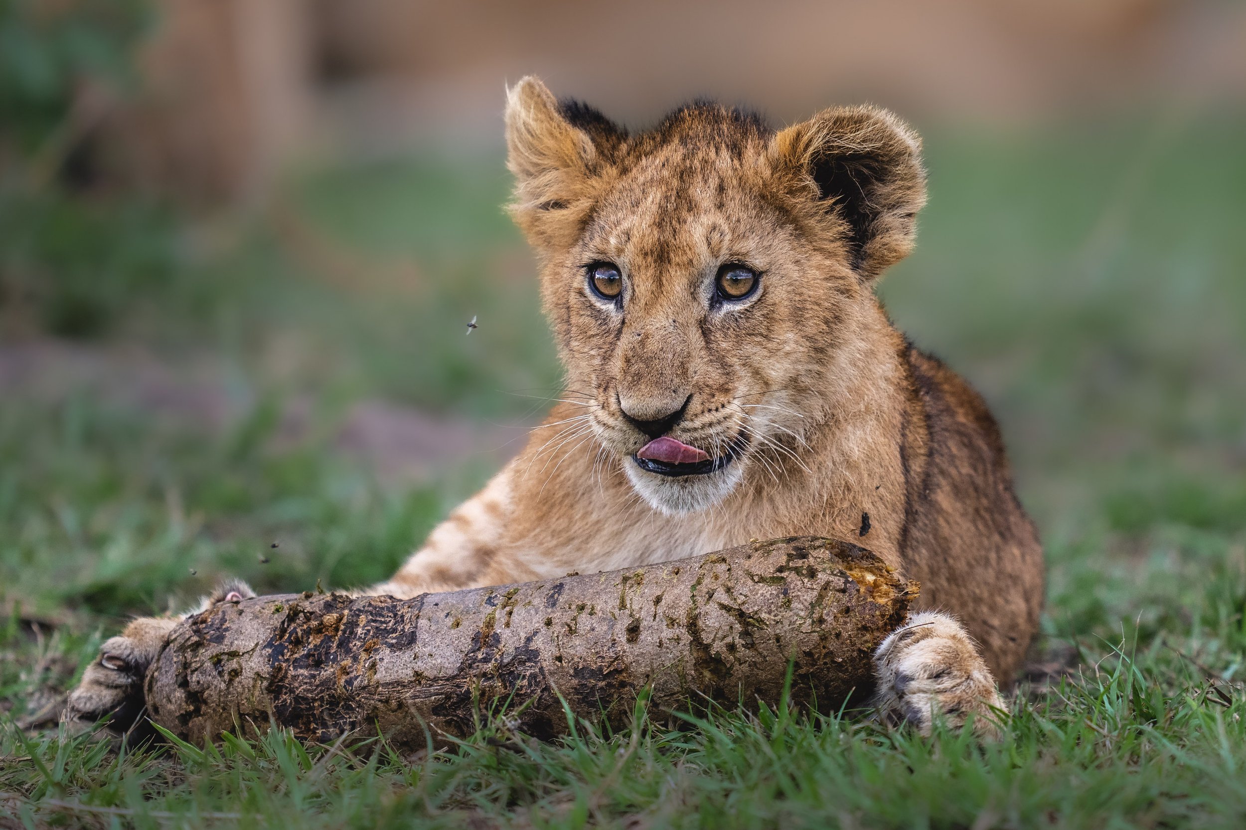 affordable safari camps in tanzania 2026 and 2027